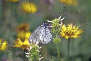 European Butterfly Prints: Weissling tree
