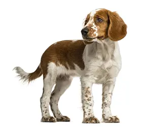 Purebred Hunting Dog Prints: Welsh Springer Spaniel standing in front of a white background