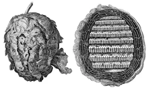 Wasp Nest Print