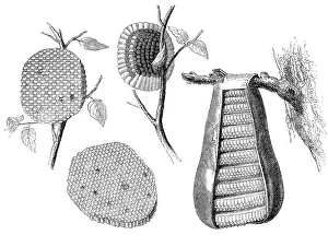 Wasp Nest Print