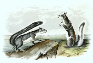 Historic Wildlife Illustration Prints: Western grey squirrel (Sciurus griseus)