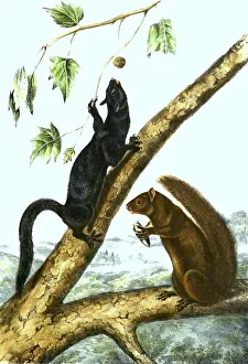 Digitally Restored Print of Western Grey Squirrel (Sciurus griseus)