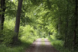 German Forest Scenery Prints: Westerwald forest trail