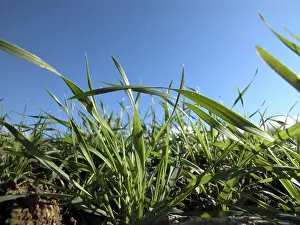 Farmland Landscape Prints: Wheat