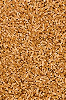 Cereal Grain Images Prints: Wheat