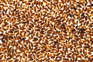 Wheat Grain Prints: Wheat