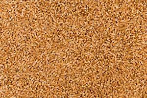 Winter Wheat Farming Prints: Wheat