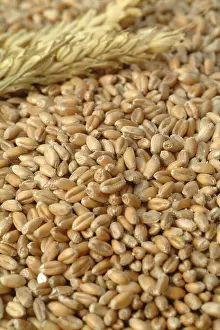 Corn Nutrition Prints: Wheat corn