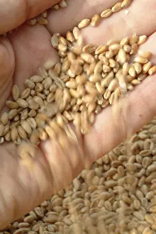 Winter Wheat Cereal Prints: Wheat corn