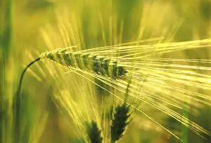 Wheat Ear Close Up Prints: Wheat ear