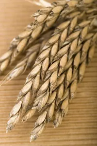 Deserted Wheat Field Prints: Wheat ears