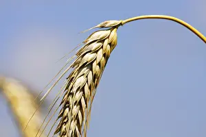 Blue Sky Landscape Prints: Wheat ears on blue sky