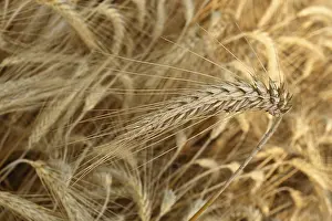 Agricultural Product Photography Prints: Wheat ears in a corn field