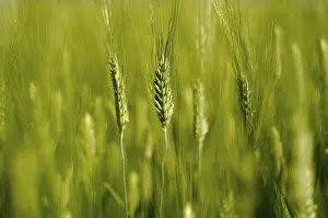 Empty Farm Fields Prints: Wheat on the Field