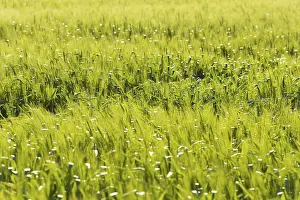 Wheat Field Landscape Prints: Wheat Field