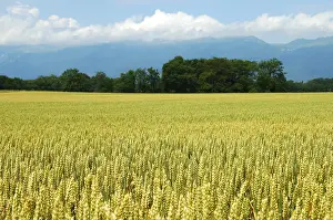 Rural Agricultural Scene Prints: Wheat field