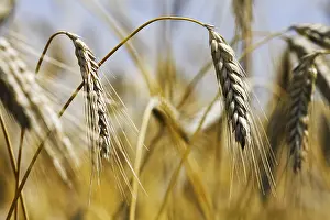 Deserted Farmland Landscape Prints: Wheat field