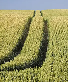 Agricultural Landscape Photo Prints: Wheat field, field, fields, summer