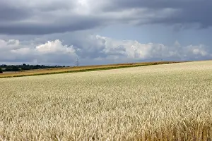 Cloudy Landscape Photography Prints: Wheat field in a thunderstorm