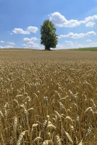 Summer Wheat Cultivation Prints: Wheat field with tree in the summer