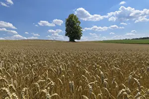 Wheat Field Summer Prints: Wheat field with tree in the summer