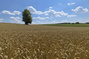 Wheat Field Landscape Prints: Wheat field with tree in the summer