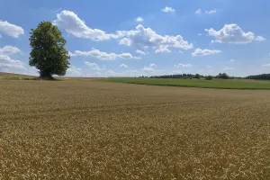 Summer Wheat Cultivation Prints: Wheat field with tree in the summer