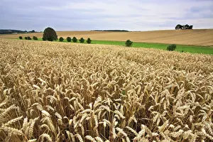 Grainfield Scenery Prints: Wheat fields at the end of summer, fully ripe