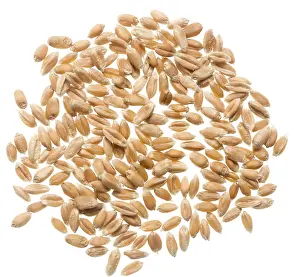 Wheat Grain Prints: Wheat grain on white background