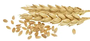 Grain Varieties Pictures Prints: Wheat isolated on white background