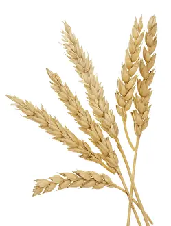 Studio Shot Of Wheat Prints: Wheat isolated on white background