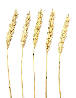 Studio Shot Of Wheat Prints: Wheat isolated on white background