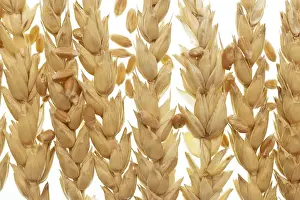 Studio Shot Of Wheat Prints: Wheat isolated on white background