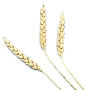 White Studio Background Picture Prints: Wheat isolated on white background