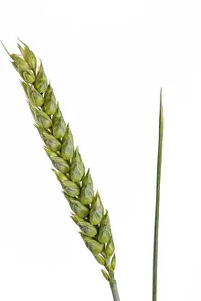 Curly Wheat Grain Varieties Prints: Wheat on a white background