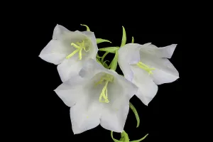 Deserted Plant Photography Prints: White Bellflower (Campanula), focus stack