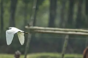 Bird Flying Free Prints: A white bird in mid-flight against a backdrop of a forest