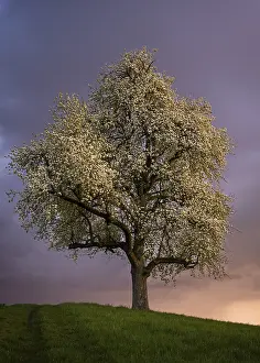 Atmospheric Evening Light Germany Prints: A white blossoming fruit tree in a meadow in spring