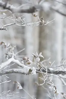 Denmark Landscape Photography Prints: White branches caused by wind eroding chalk from chalk cliffs