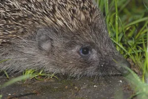 Mammalian Head Shot Prints: White-breasted hedgehog