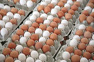 Prints of White and brown eggs, chicken eggs, large quantity in an egg farm Related Prints: Large Quantity of White and Brown Chicken Eggs Print