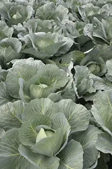 White Cabbage Prints: White cabbage 1
