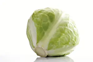 White Cabbage Prints: White cabbage