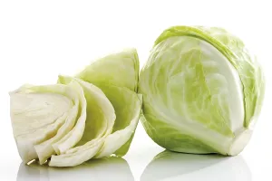 White Cabbage Prints: White cabbage, one whole and one half head