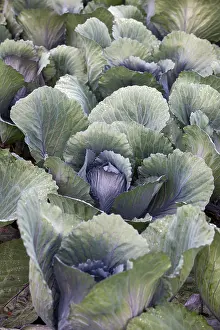 Southern Germany Farmland Prints: White cabbage, white cabbage, close-up