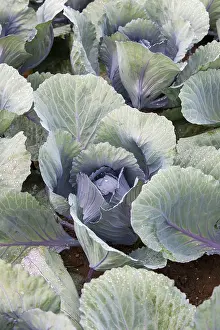 Southern Germany Food Scene Prints: White cabbage, white cabbage, close-up