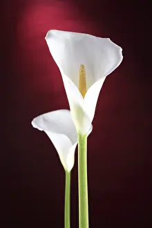 Botany Studio Shot Prints: White calla