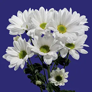 Studio Shot Blossom Prints: White chamomile on a blue background