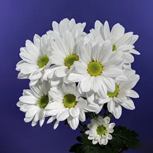 Mayweed Blossom Prints: White chamomile on a blue background