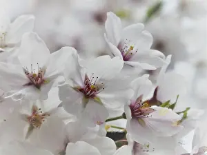 White Cherry Blossoms Prints: White cherry blossoms in full bloom against a blurred background